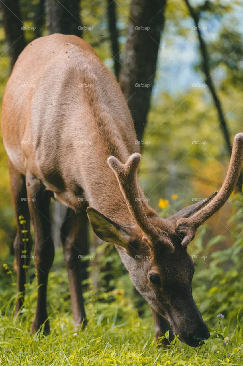 Beautiful brown colour deer