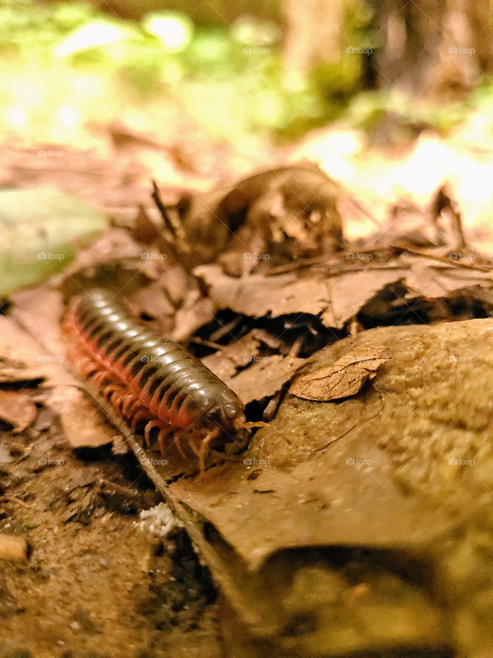 Giant centipede