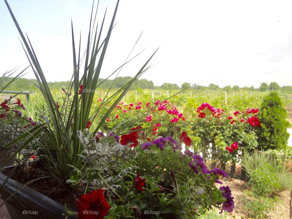 Winery flowers