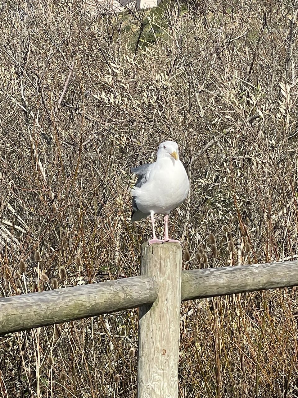 Seagull on Guard