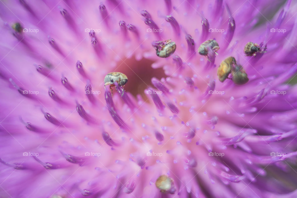 Pink flower macro