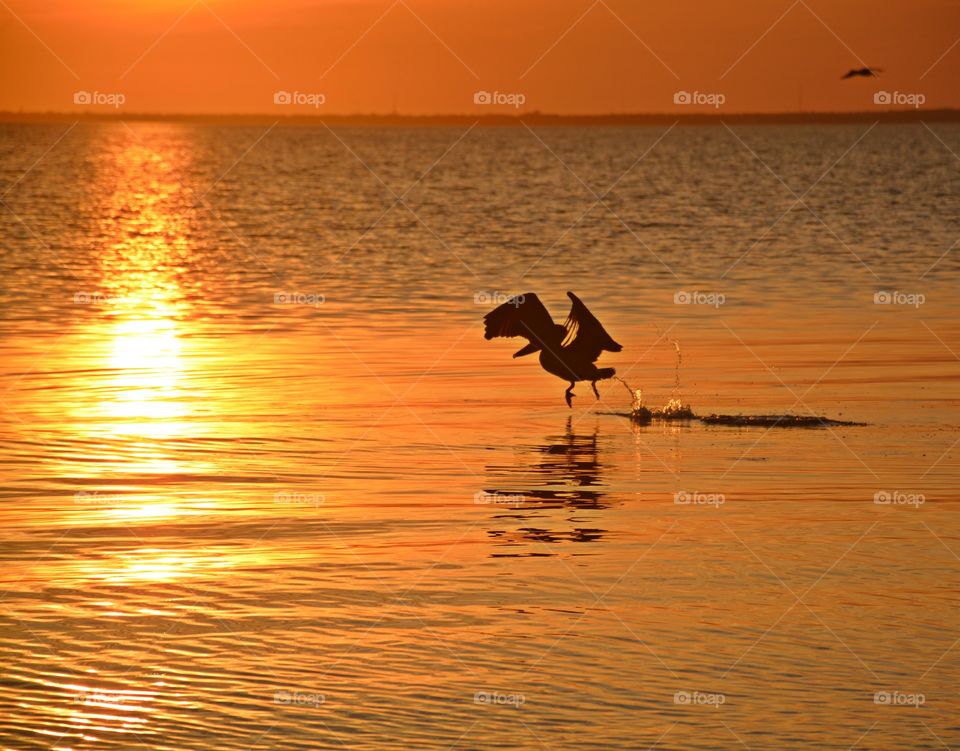 Wild Animals of The United States Foap Missions - A Brown Pelican skims across the bay in an attempt to grab a fish during a orange sunset