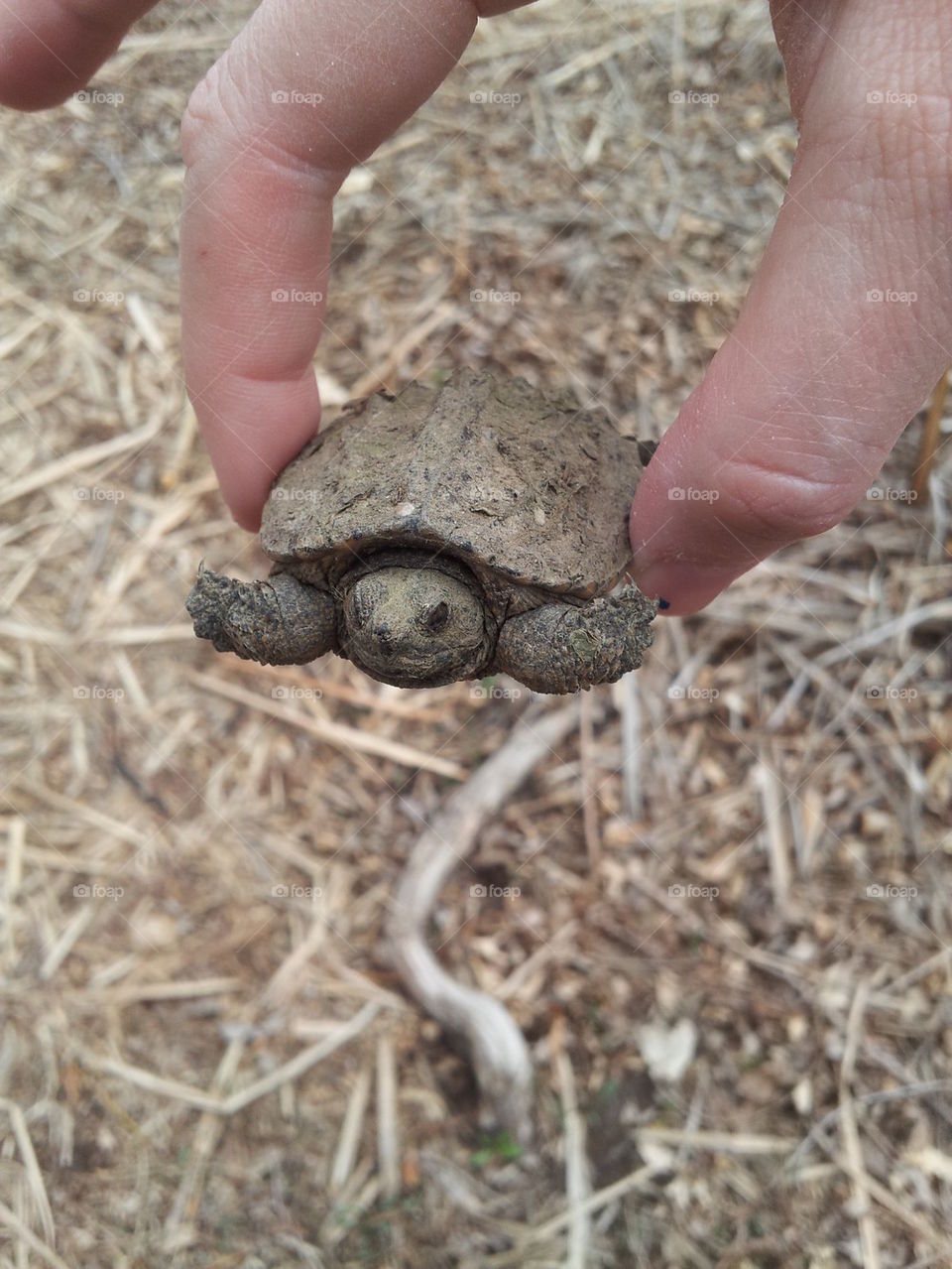 mini turtle 