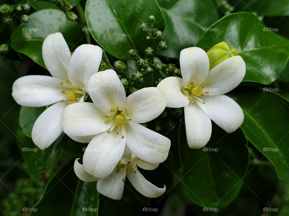 beautiful flowers in my garden