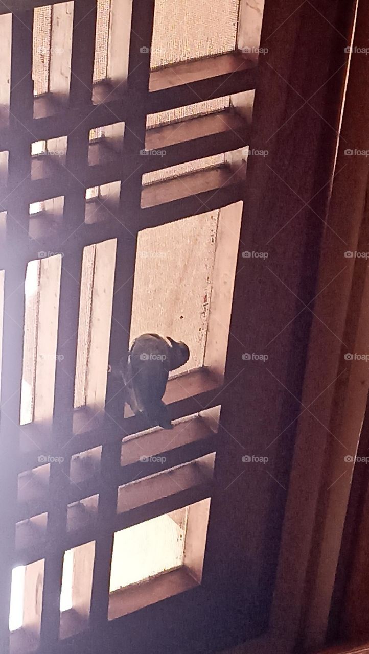 look out it's morning