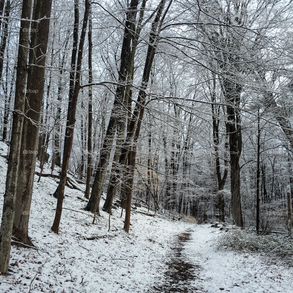 A dawn patrol run through the snow and woods. 