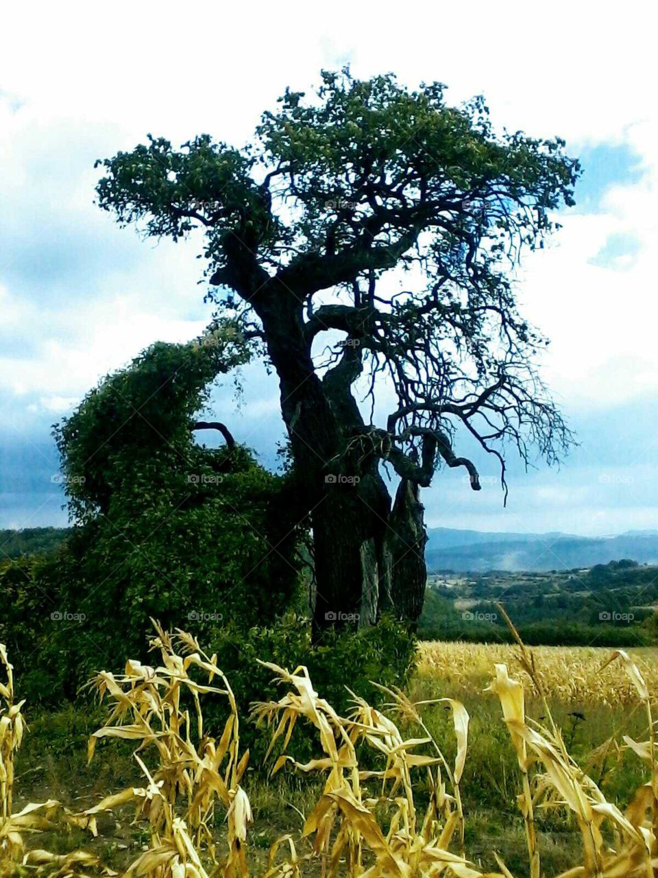 A one hundred years old tree in Serbia