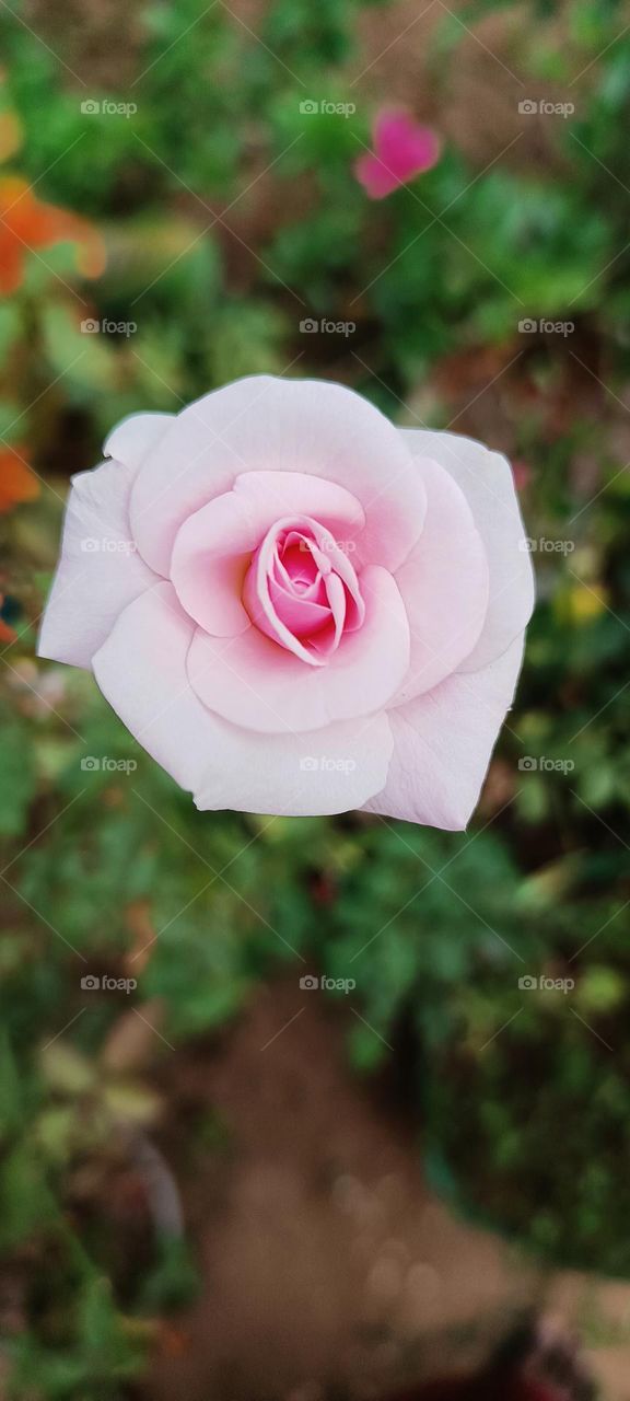 light pink rose top view, everyone use me for fragrance and for making rose water