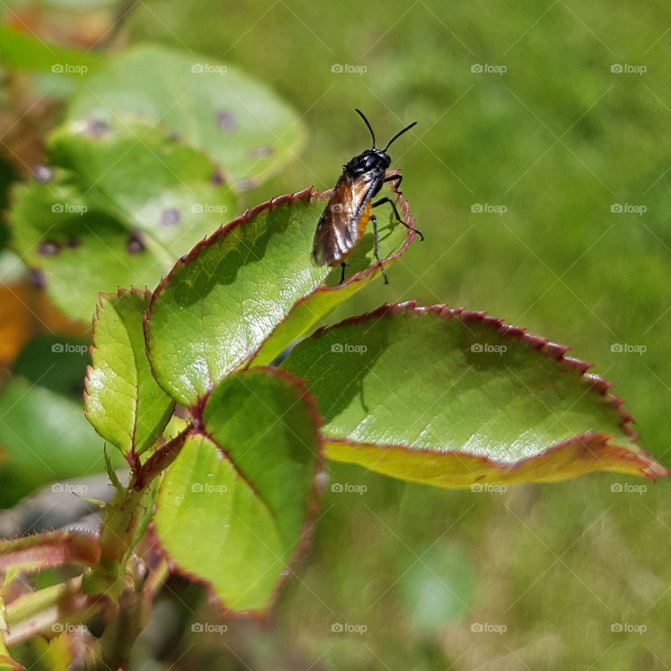bug on leaf