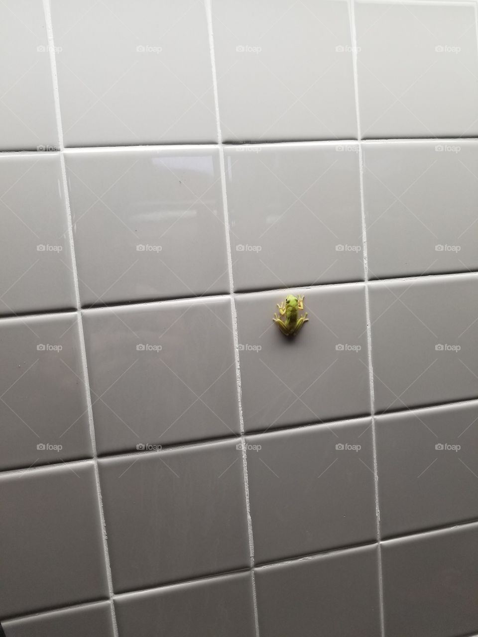 frog on tile wall