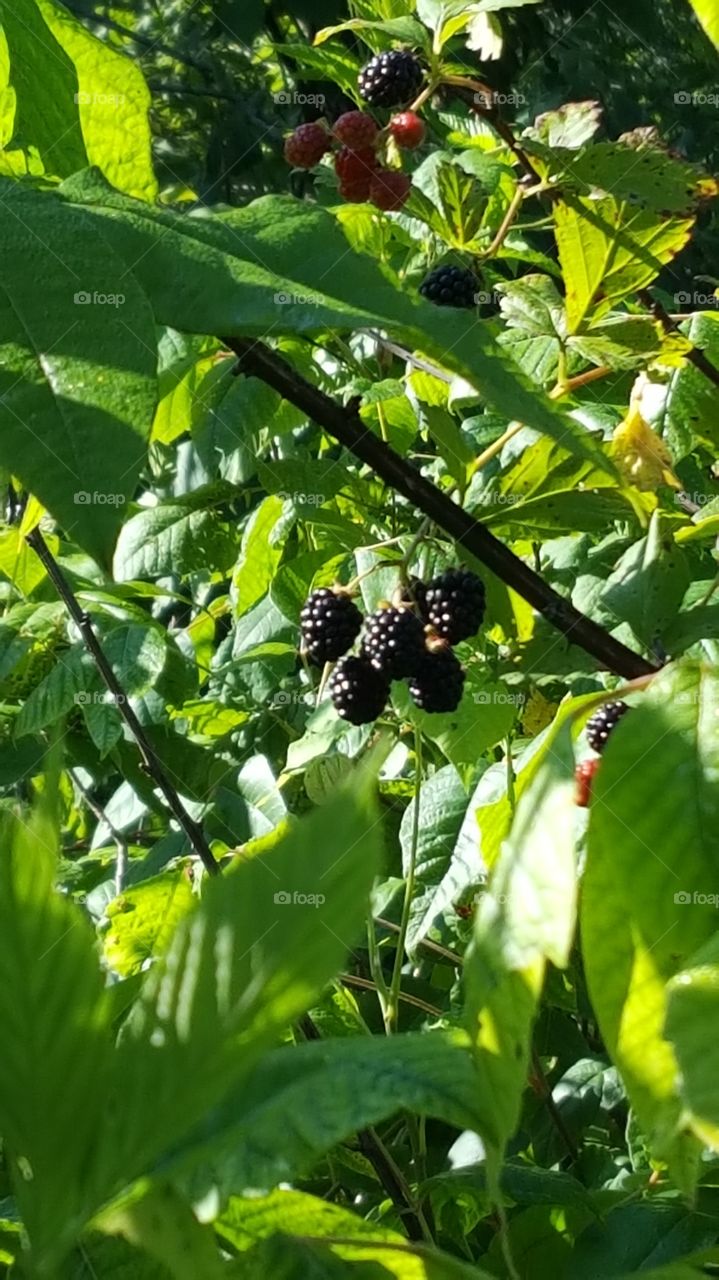 ripe blackberries on the plant