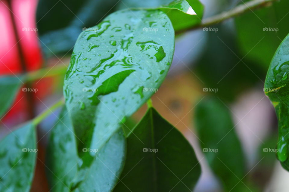 dew in macro