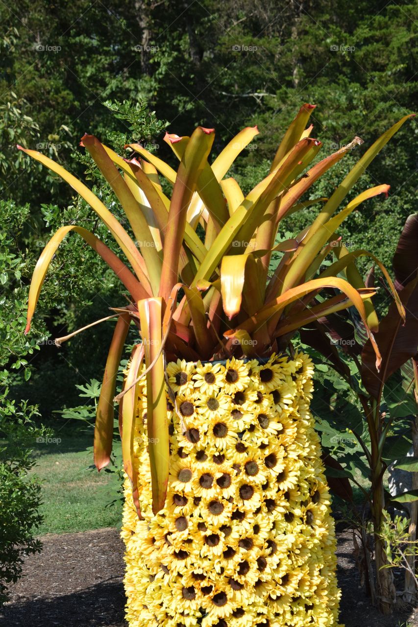 Pinapple shaped plant container, August 2016.