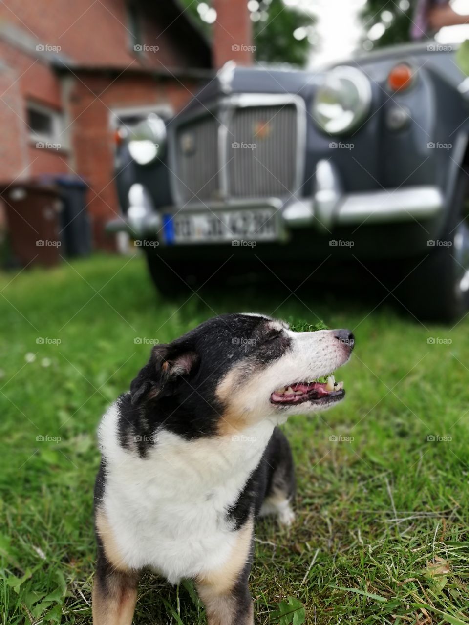 Little dog in front of an oldtimer car