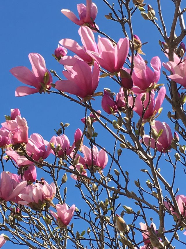 Tulip Magnolia Blossoms