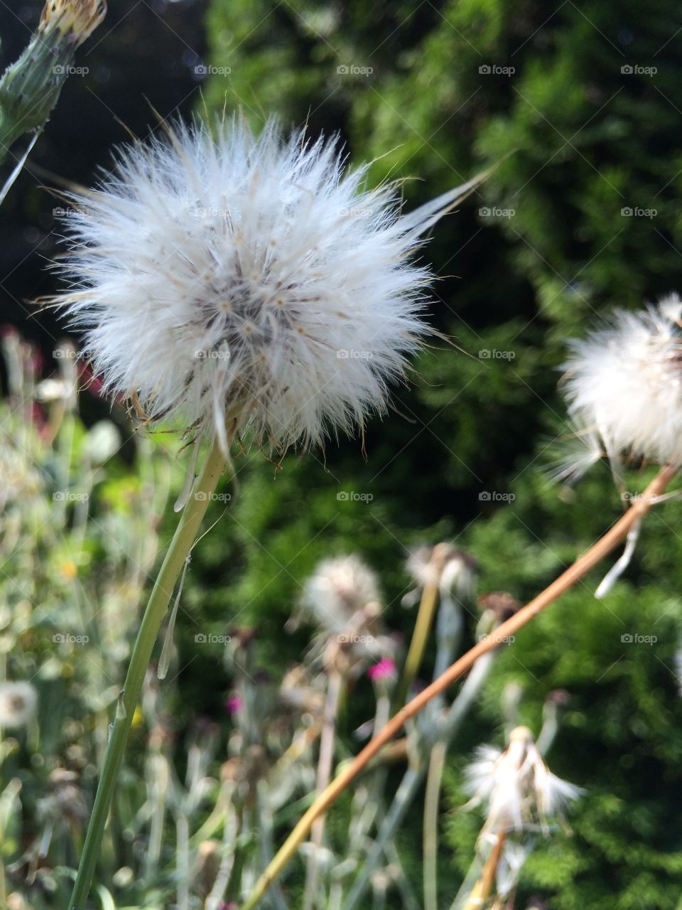 Beautiful weeds. Wild weeds popping up everywhere 