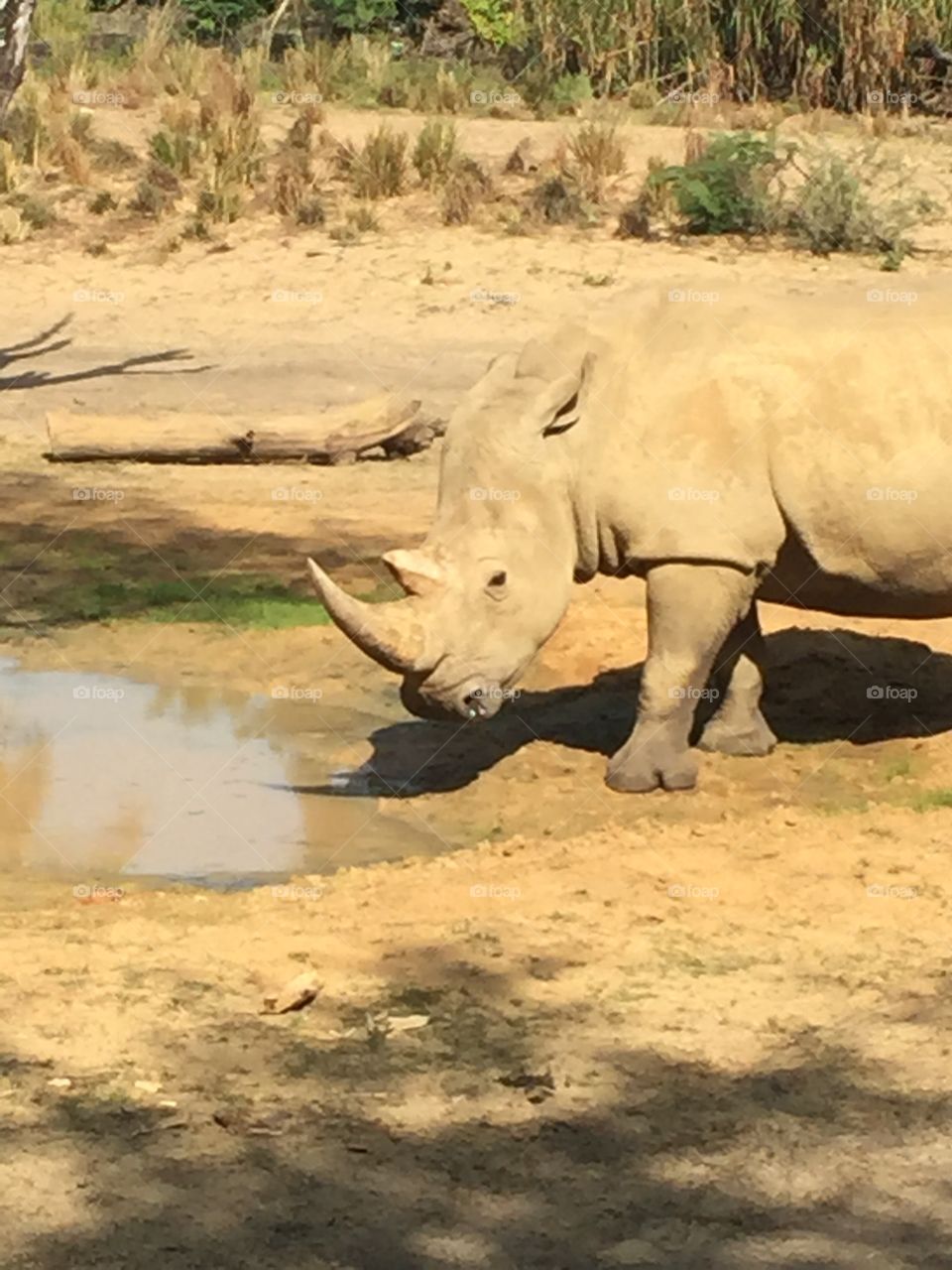 Rhino drinking