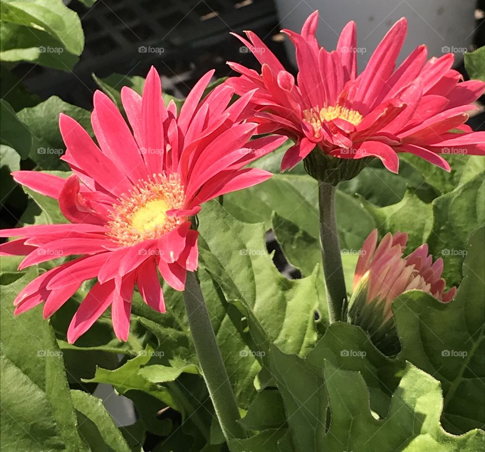 Two Pink Gerber daisies