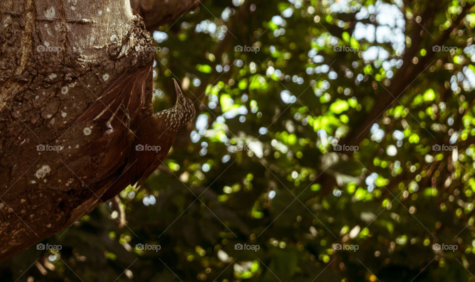 Tree, No Person, Wood, Nature, Leaf