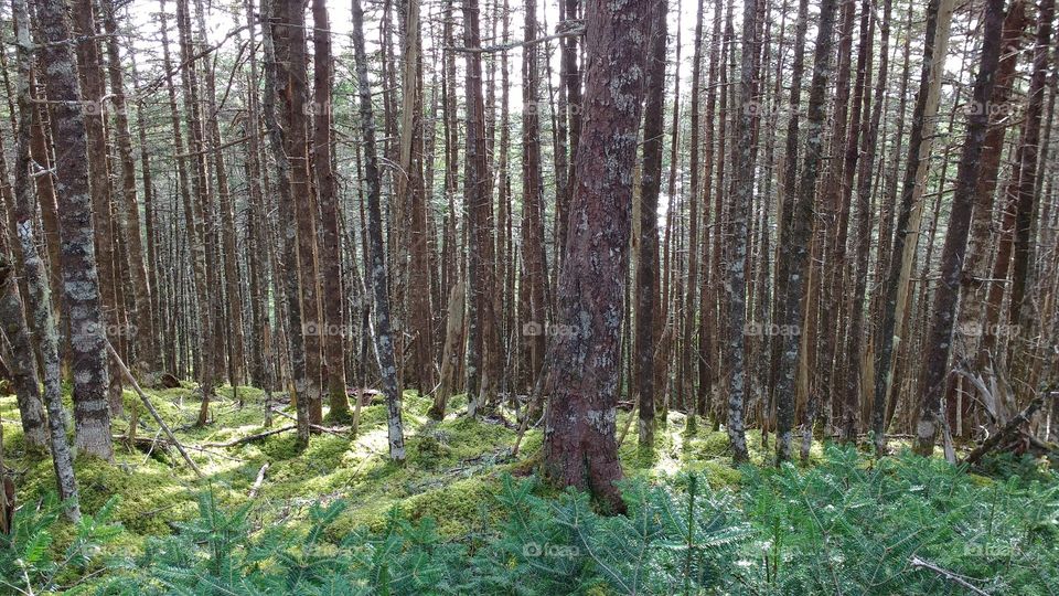 Tall straight tree trunks with filtered sunlight