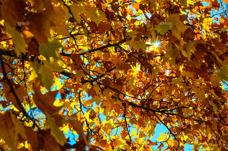 sunlight peeking through colorful changing leaves