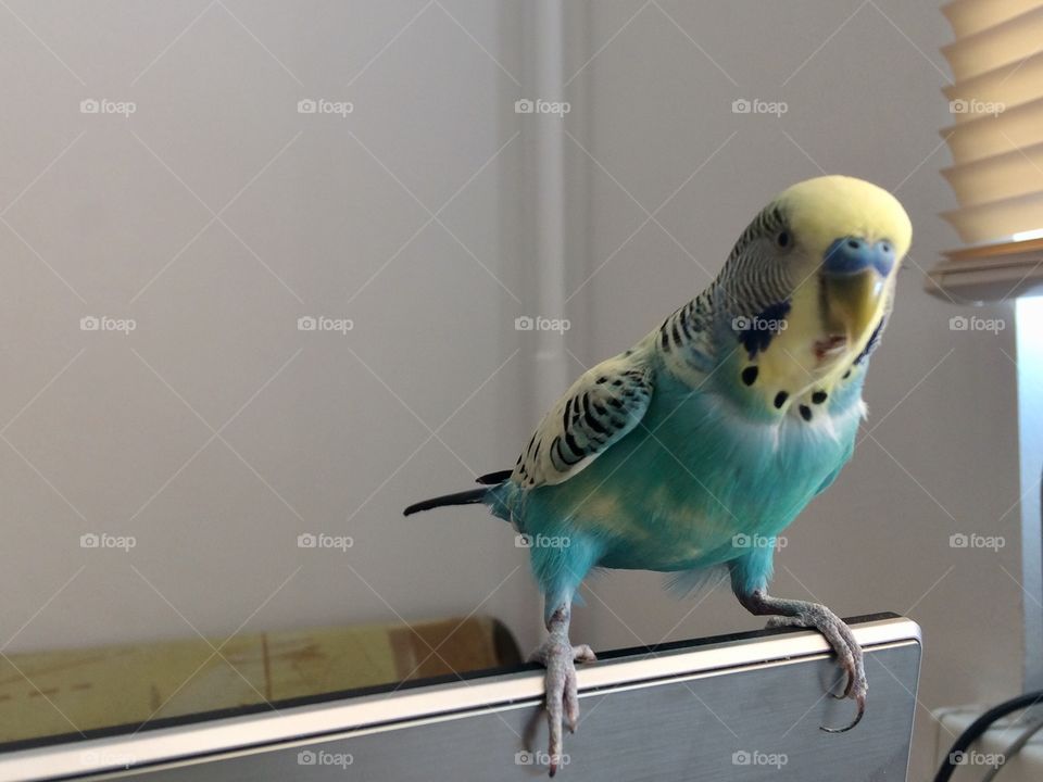 budgerigar sitting on a laptop