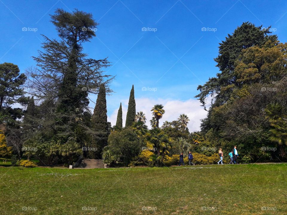 Tree, Landscape, No Person, Outdoors, Grass