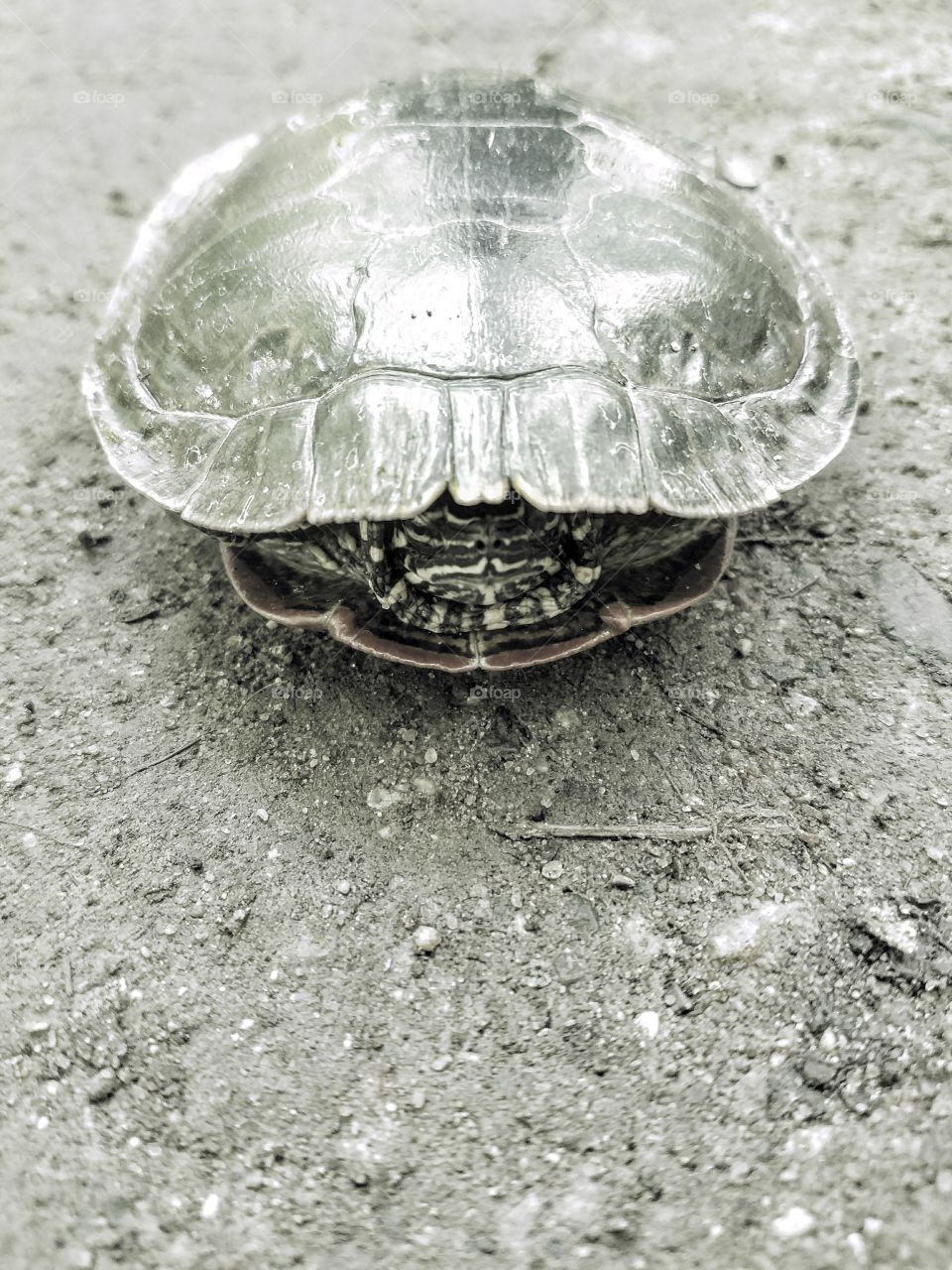 Black and White Painted Turtle