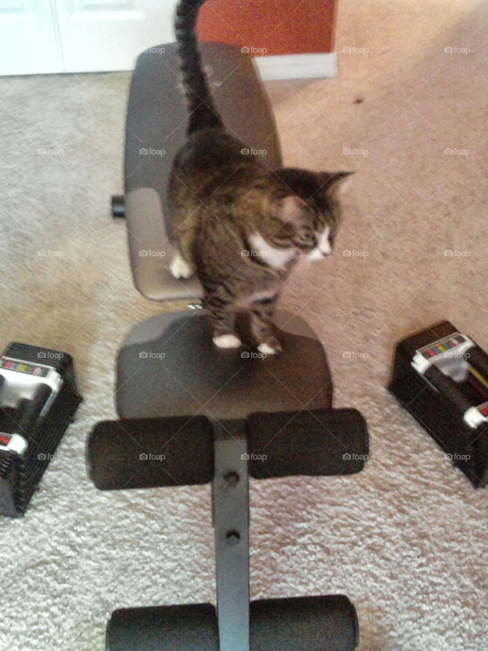 workout cat