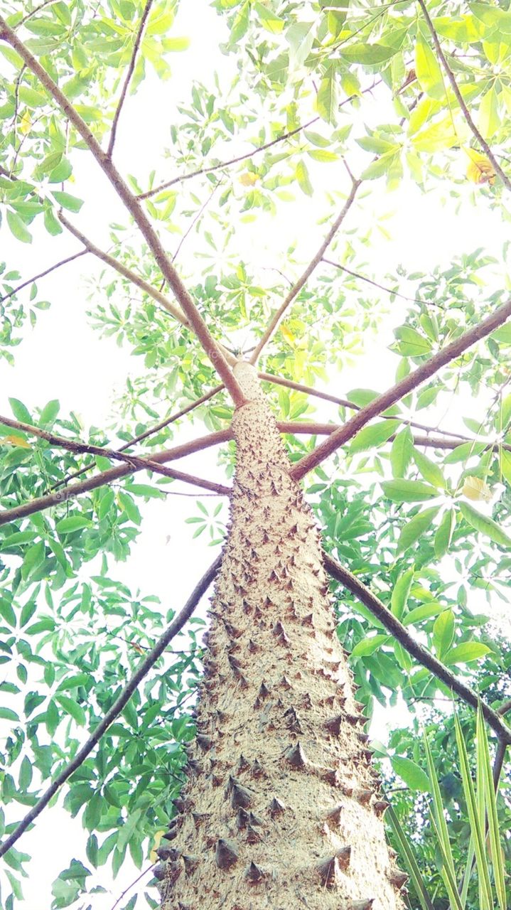 In these colorful environments, the color of the cattara tree spreads its color.