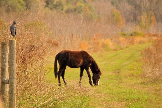 Pony in the Preserve