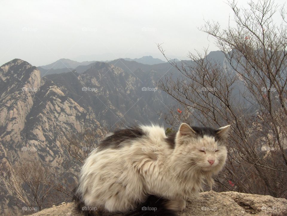 ferrule cat at Mt Hua near Huayin in Shaanxi Province China