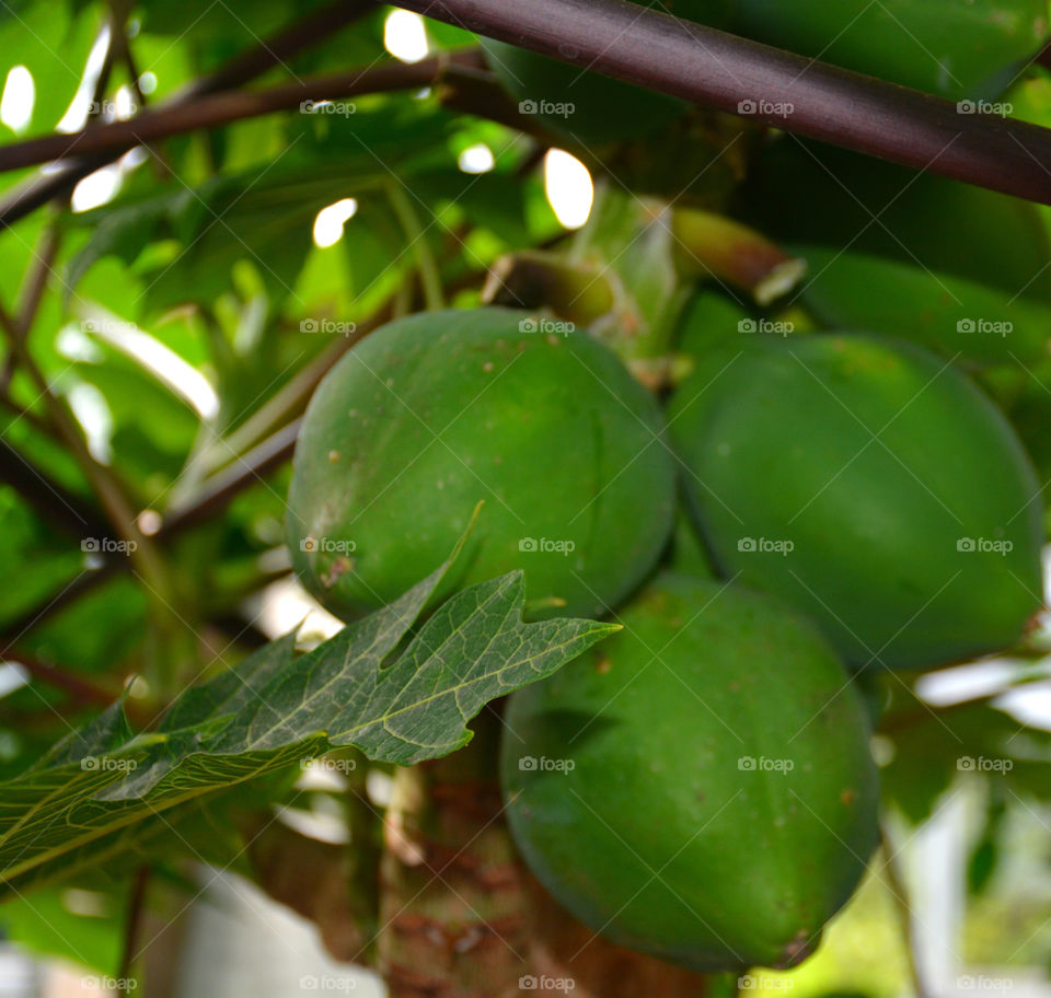 Exotic Fruits brimming with freshness and flavor. Fruit so ripe, it burst with juice when you bite into it. Eat it for the taste, love it for the nutrition!