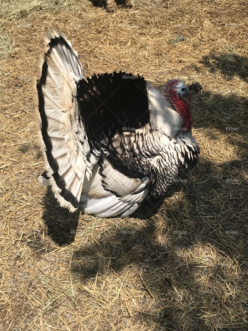 Turkey enjoying the sun 