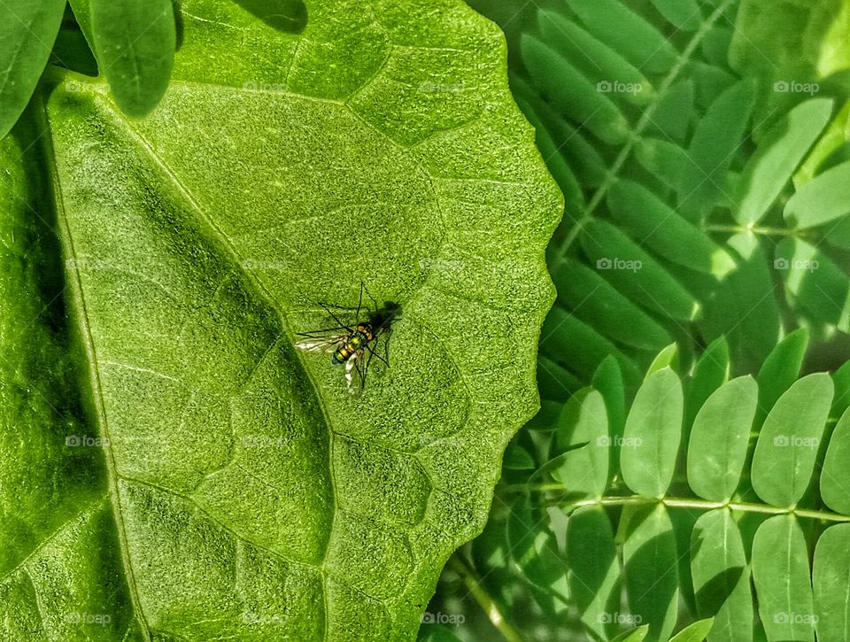 A fly in a green leaf