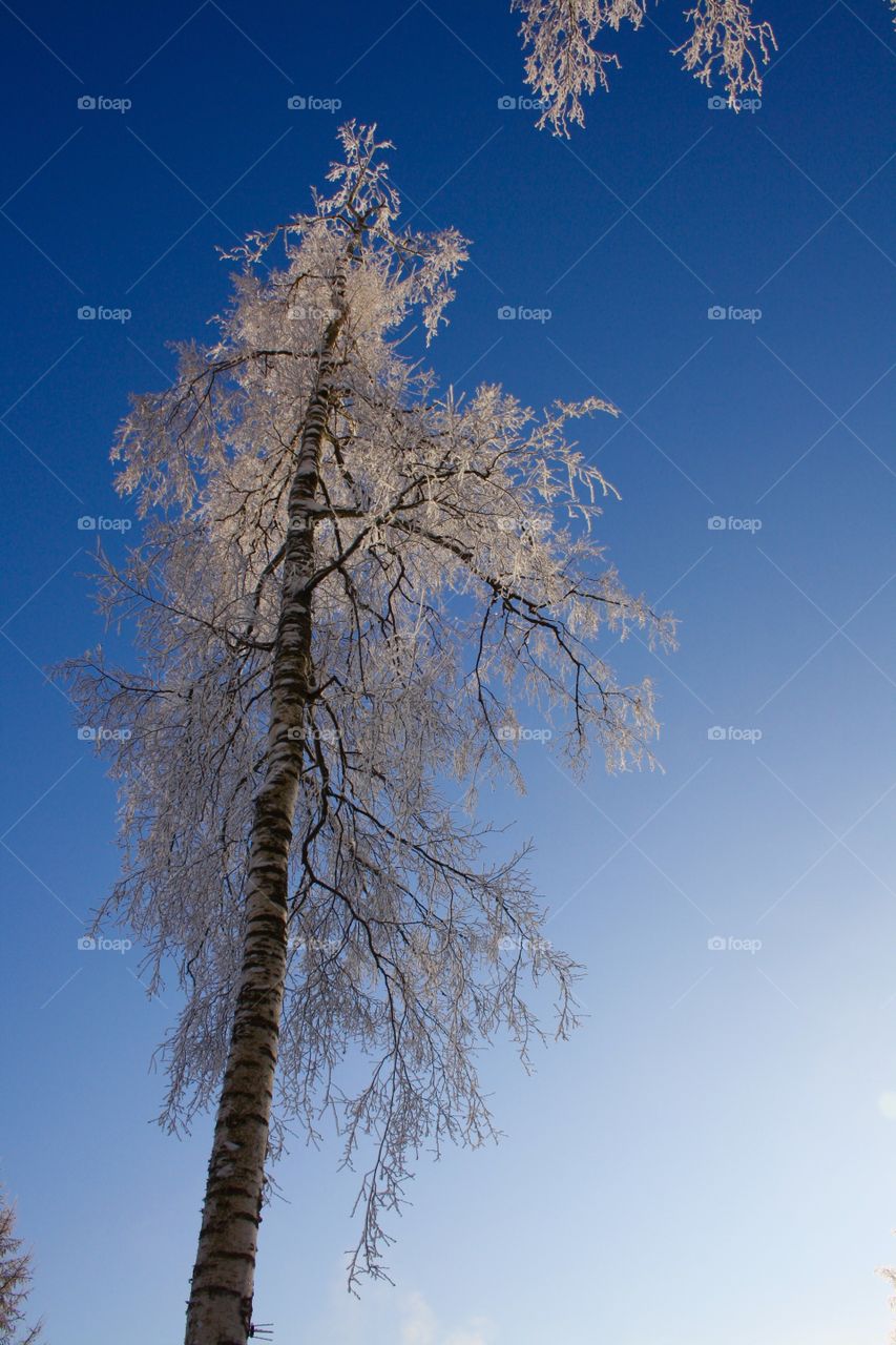 Winter magical forest