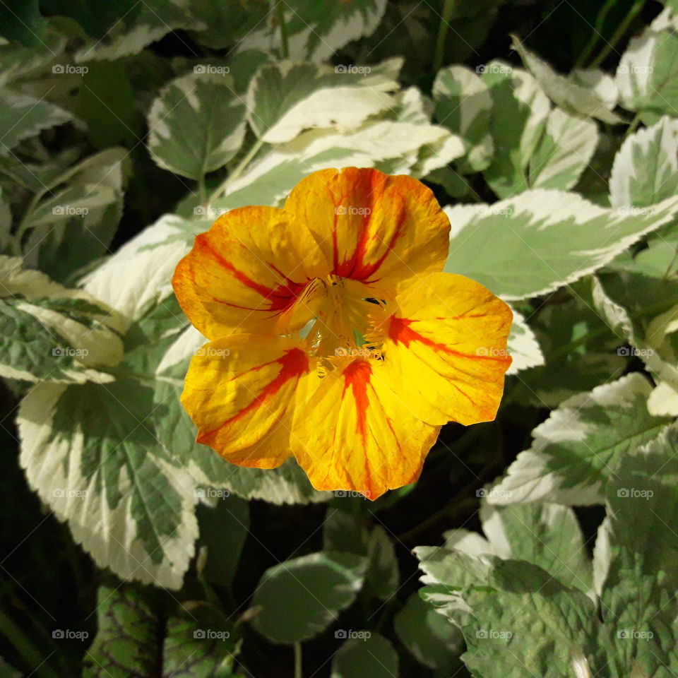 macro orange flower