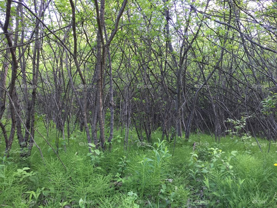 New growth in the woods
I like how the trees emerge from this haze of fresh growth. This shot takes on a different feel when various filters are applied.
