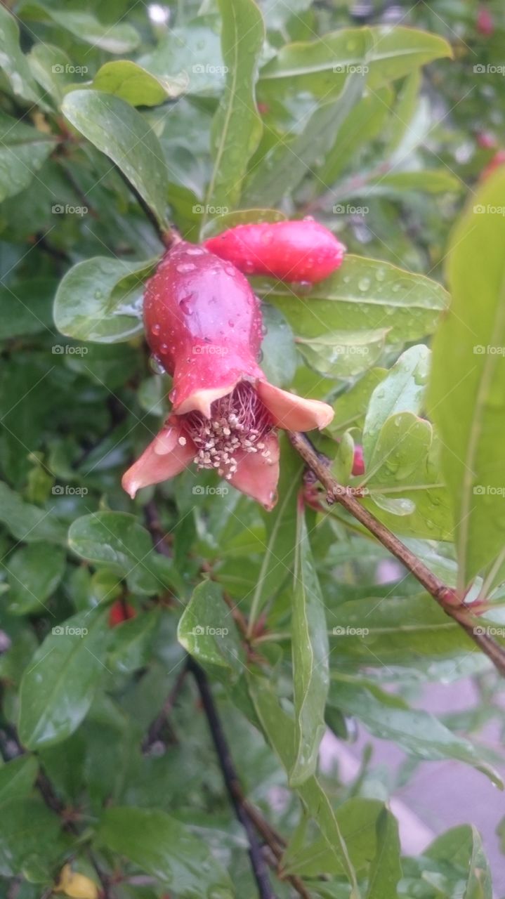 Blooming pomegranate in April