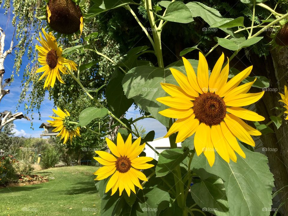 Sunflowers