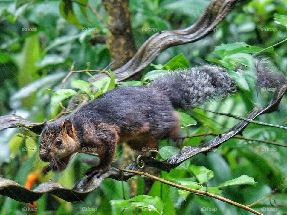 Squirrel on his way