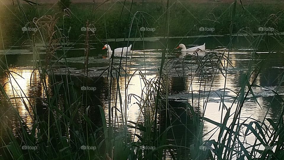 passing through. those white ducks again.  we were all mesmerized with them