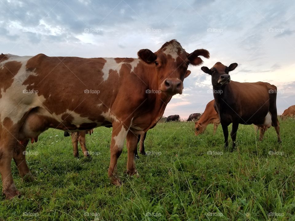 Cow, Milk, Beef Cattle, Agriculture, Mammal