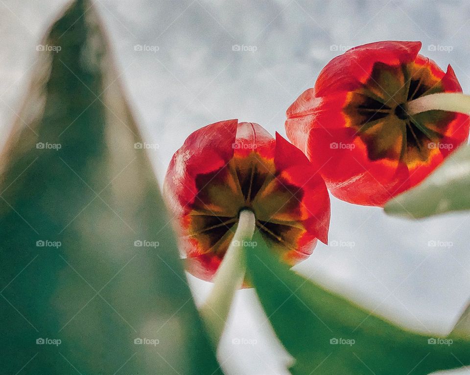 2 tulips in a garden viewed from “ant’s perspective”...