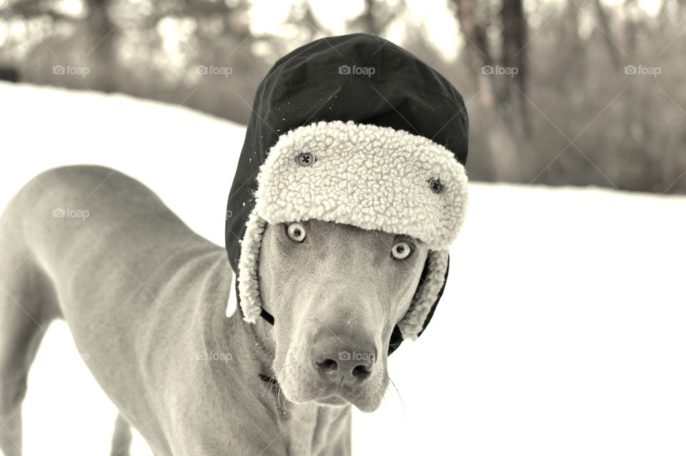 This is an image of a weimaraner dog wearing a winter hat in the snow.