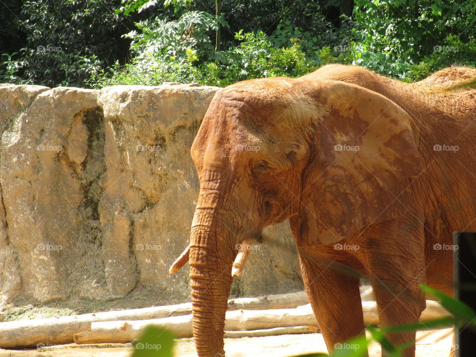 elephant at zoo