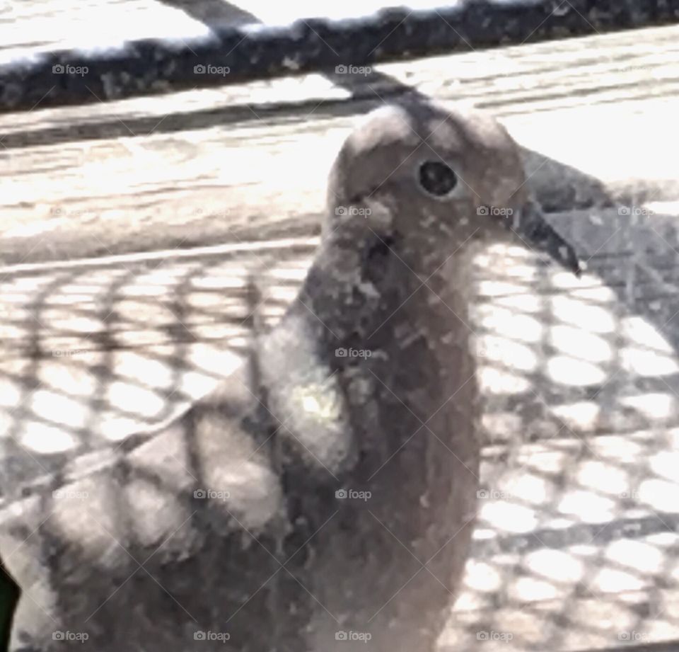 Bird on outside deck