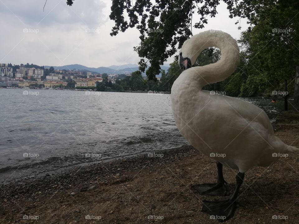 White swan near lake in Lugano, Switzerland