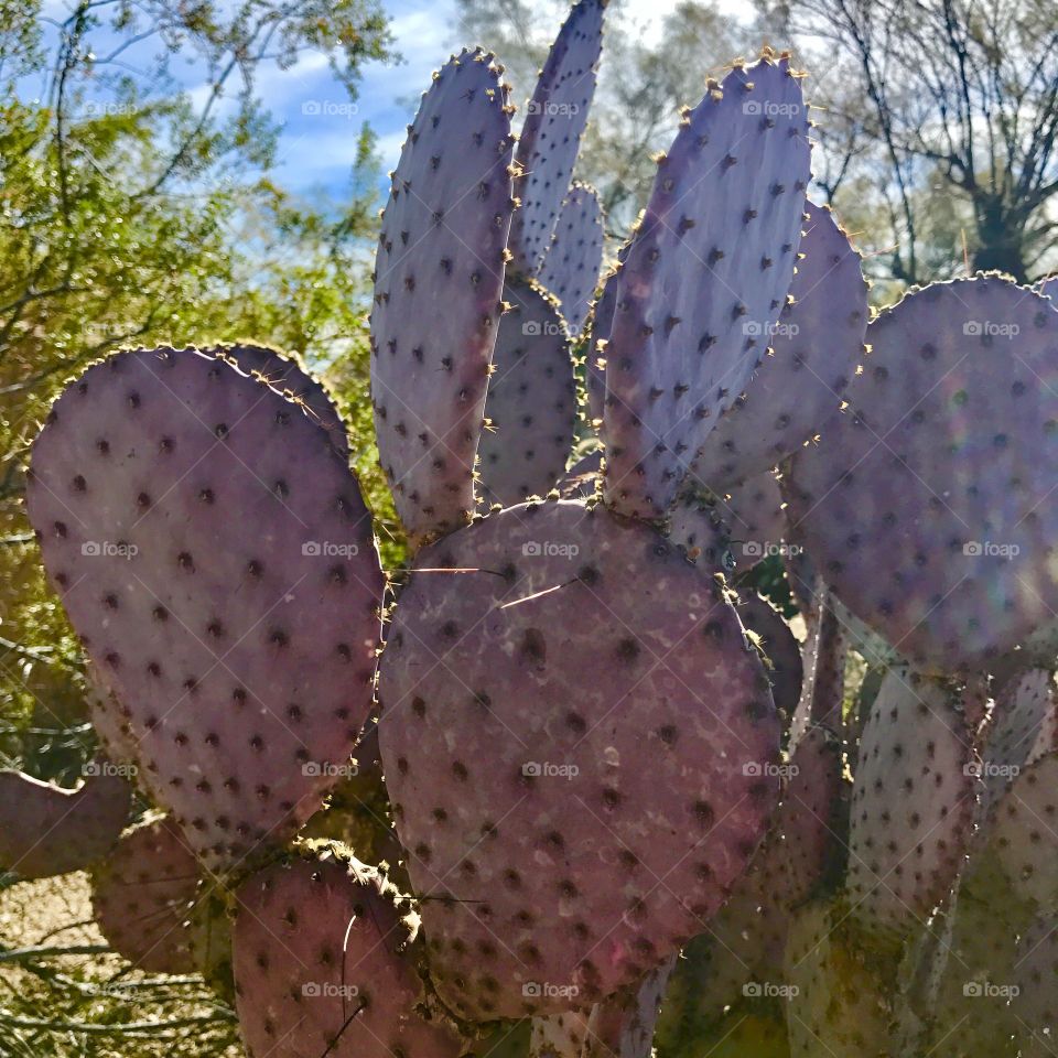 Purple Cacti Under Blue Sky