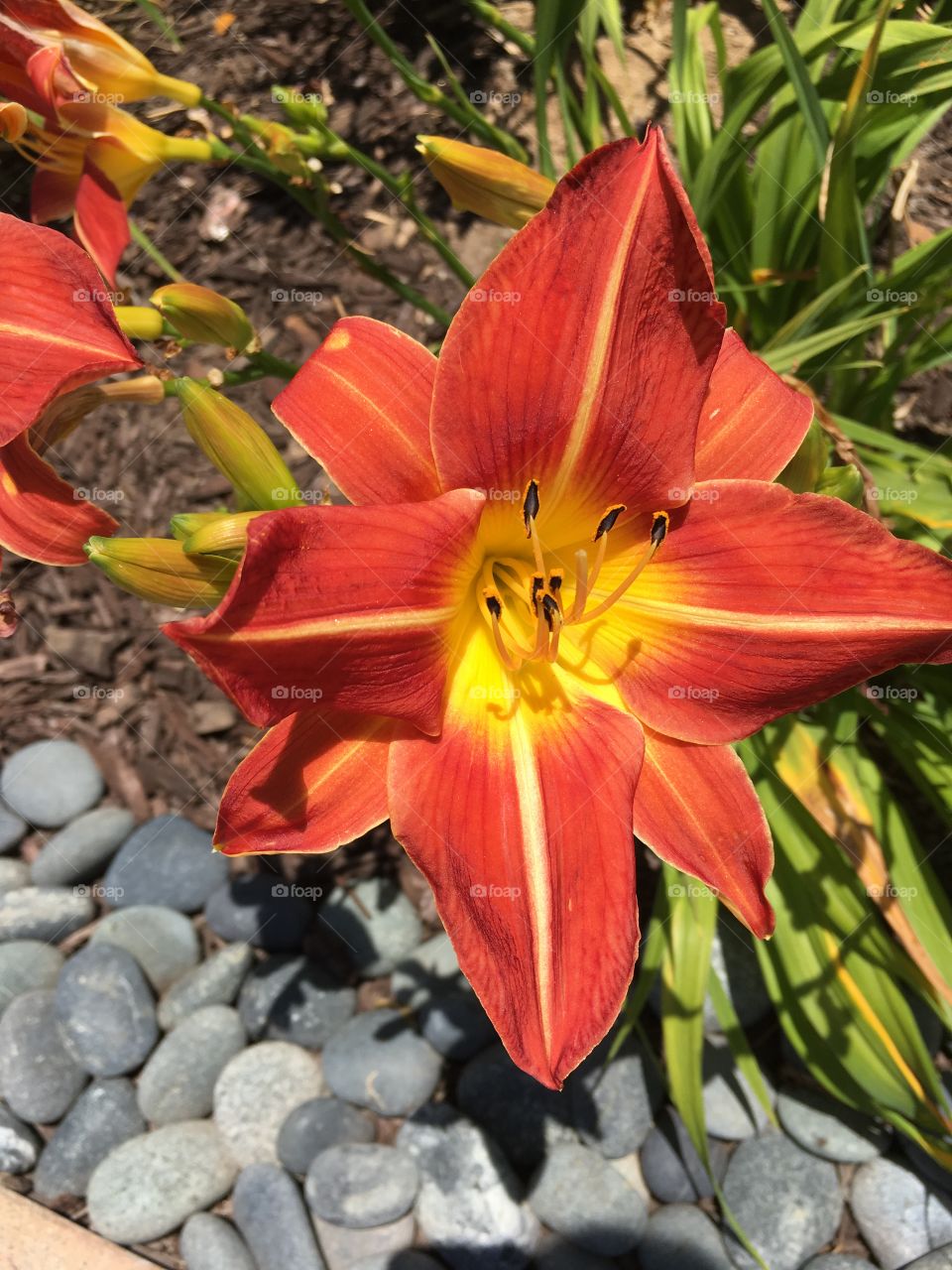 Orange lily 